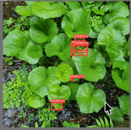 Wasabi Farming Management App (Bachelor Thesis) screenshot 2