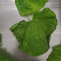 Wasabi Farming Management App (Bachelor Thesis) screenshot 15