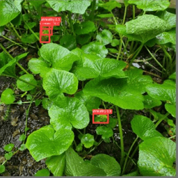 Wasabi Farming Management App (Bachelor Thesis) screenshot 3