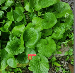 Wasabi Farming Management App (Bachelor Thesis) screenshot 8
