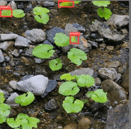 Wasabi Farming Management App (Bachelor Thesis) screenshot 9